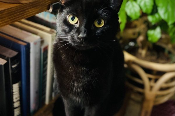 Shadow our eldest furry son