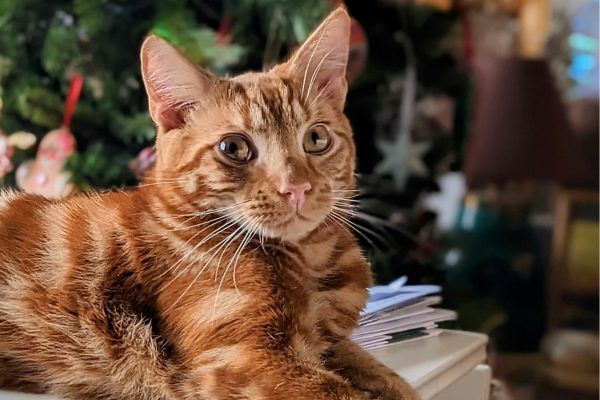 Ziggy our youngest furry son