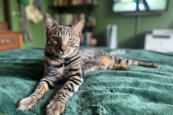 Tig our bengal grandson